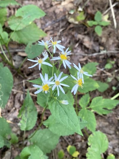Eurybia chlorolepis, photographed by Alan Weakley
