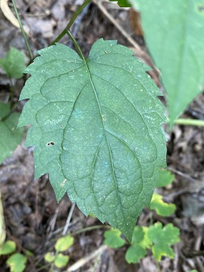 Eurybia chlorolepis, photographed by Alan Weakley