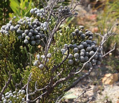 Brunia neglecta, photographed by Tony Rebelo