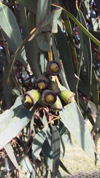Eucalyptus occidentalis, photographed by insiderelic
