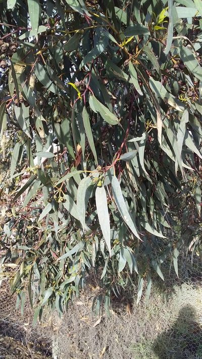 Eucalyptus occidentalis, photographed by insiderelic