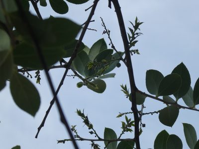 Vaccinium bracteatum, photographed by Aaron Liston