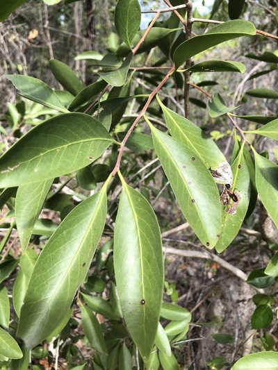 Denhamia disperma, photographed by elawrey