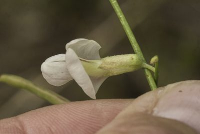 Peteria scoparia, photographed by Craig Martin