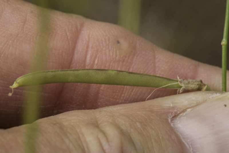 Peteria scoparia, photographed by Craig Martin