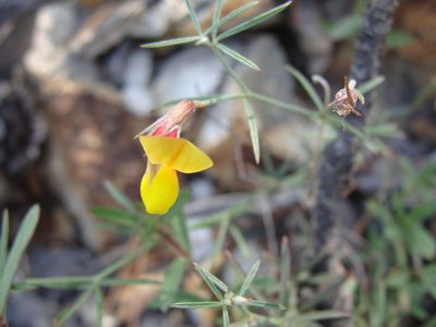 Acmispon oroboides, photographed by Alexis López Hernández