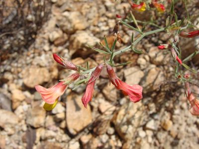 Acmispon oroboides, photographed by Alexis López Hernández