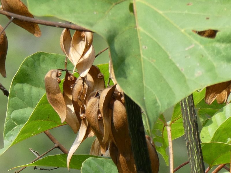 Firmiana danxiaensis, photographed by Aaron Liston