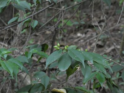 Symplocos sumuntia, photographed by Aaron Liston