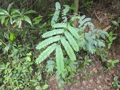 Albizia kalkora, photographed by Aaron Liston