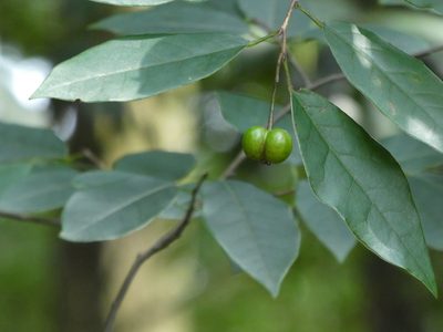 Neoshirakia japonica, photographed by Aaron Liston