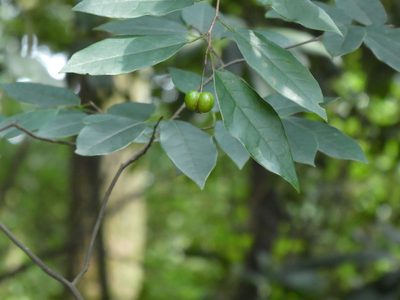 Neoshirakia japonica, photographed by Aaron Liston