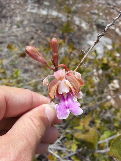 Psychilis macconnelliae, photographed by Steven Bachman