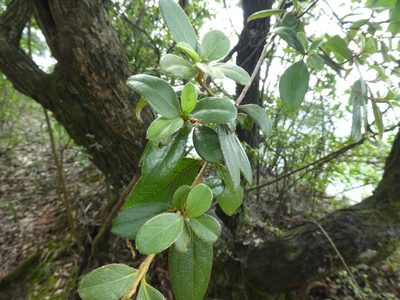 Rhododendron simsii, photographed by Aaron Liston