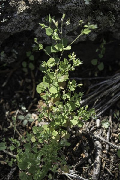 Drymaria glandulosa, photographed by Craig Martin