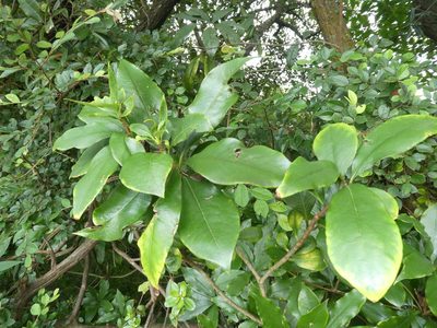 Pittosporum glabratum, photographed by Aaron Liston