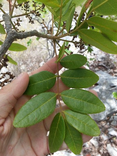 Zanthoxylum flavum, photographed by Steven Bachman