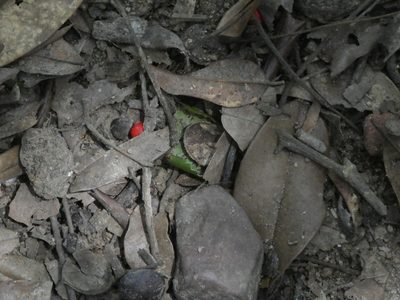 Ormosia semicastrata, photographed by Aaron Liston