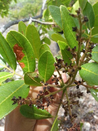 Zanthoxylum flavum, photographed by Steven Bachman