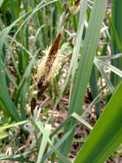 Carex chilensis, photographed by Matias Cabezas
