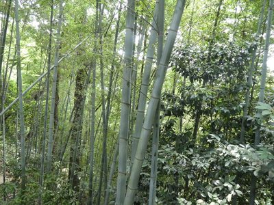Phyllostachys edulis, photographed by Aaron Liston