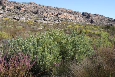 Leucadendron loranthifolium, photographed by Tony Rebelo