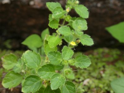 Lindenbergia muraria, photographed by Aaron Liston