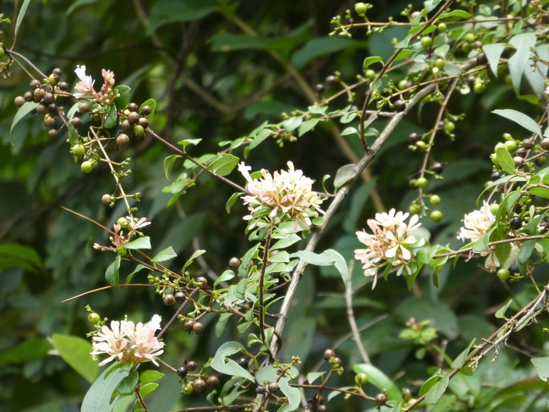 Linnaea chinensis, photographed by Aaron Liston