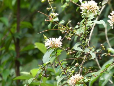 Linnaea chinensis, photographed by Aaron Liston