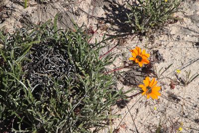 Gazania serrata, photographed by Tony Rebelo