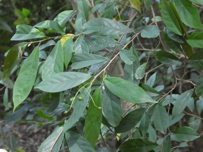 Antidesma japonicum, photographed by Aaron Liston