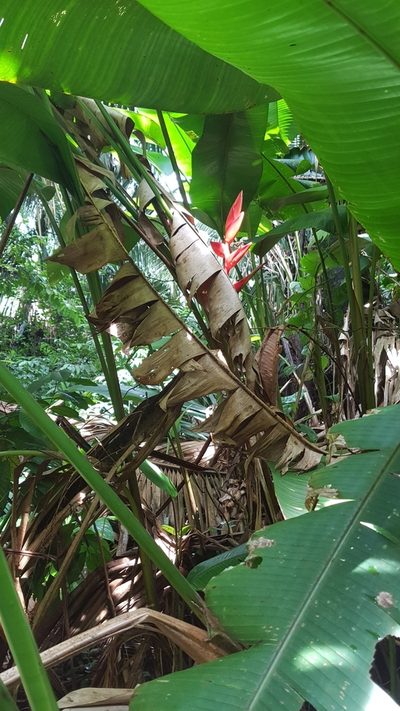 Heliconia uxpanapensis, photographed by Martín Sánchez Vilchis