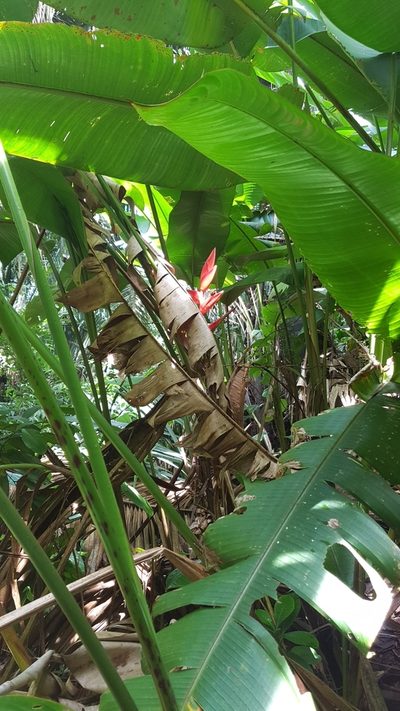 Heliconia uxpanapensis, photographed by Martín Sánchez Vilchis