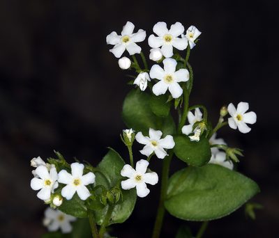 Hackelia sharsmithii, photographed by Steve Matson