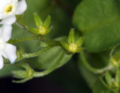 Hackelia sharsmithii, photographed by Steve Matson