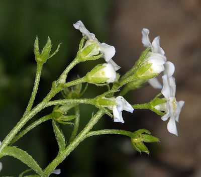 Hackelia sharsmithii, photographed by Steve Matson
