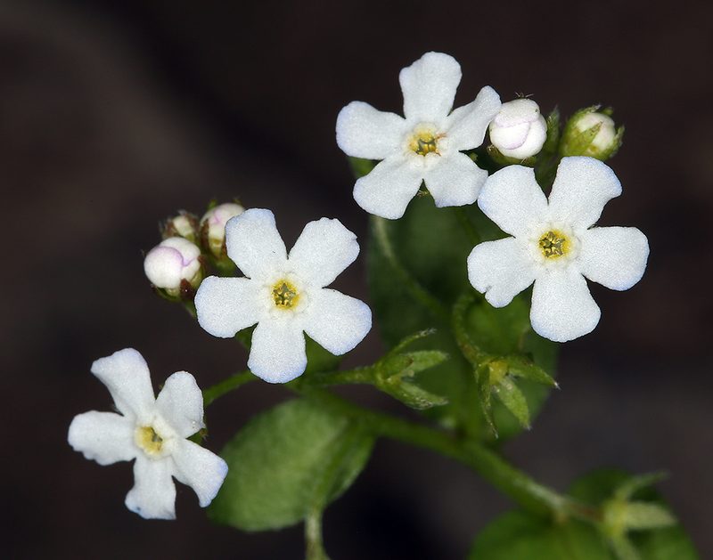 Hackelia sharsmithii, photographed by Steve Matson