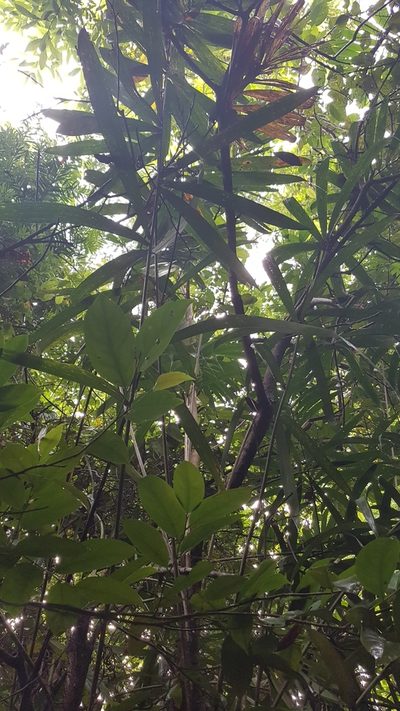 Bactris mexicana, photographed by Martín Sánchez Vilchis
