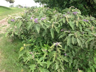 Solanum lanceolatum, photographed by Cliff Tyllick