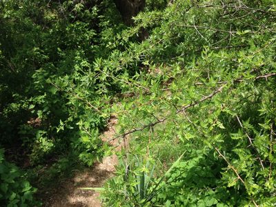 Bursera bipinnata, photographed by Cliff Tyllick