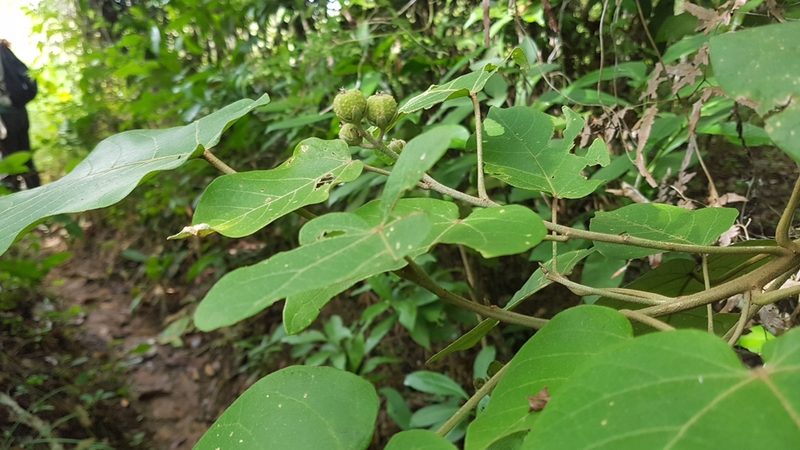 Croton billbergianus, photographed by Martín Sánchez Vilchis