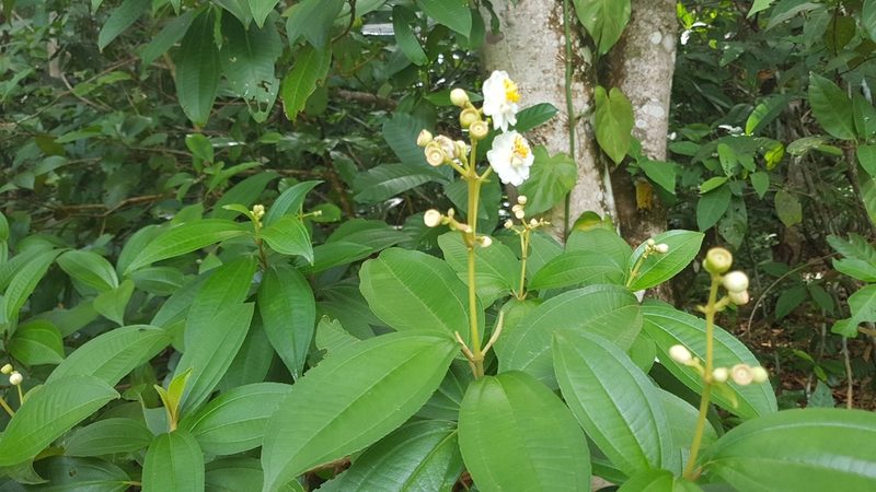 Miconia subhirsuta, photographed by Martín Sánchez Vilchis