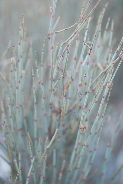 Ephedra nebrodensis, photographed by Quentin Groom