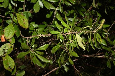 Myrica caroliniensis, photographed by Brian Finzel