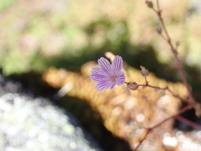 Lewisia columbiana, photographed by John Brew