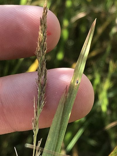 Muhlenbergia frondosa, photographed by Ryan Donnelly
