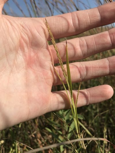 Muhlenbergia frondosa, photographed by Ryan Donnelly