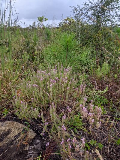 Stachydeoma graveolens, photographed by Scott Allen Davis