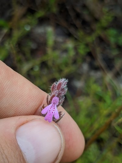 Stachydeoma graveolens, photographed by Scott Allen Davis