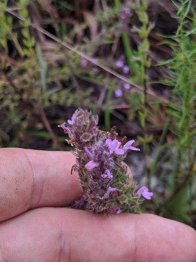 Stachydeoma graveolens, photographed by Scott Allen Davis